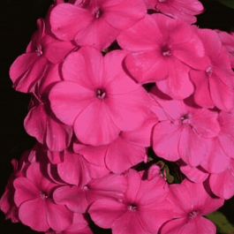 Флокс Малиновое суфле