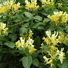 Жимолость вьющаяся Graham Thomas