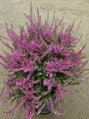 Вереск обыкновенный Carmen