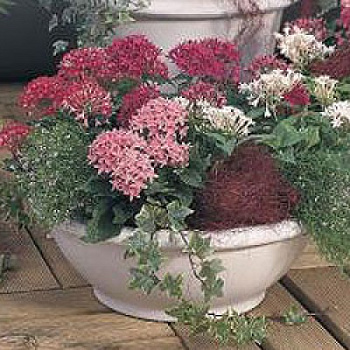 Пентас Нью Лук Микс