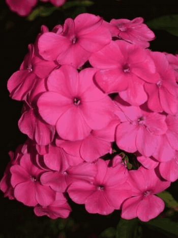 Флокс Малиновое суфле