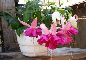 Фуксия Bella Rosella
