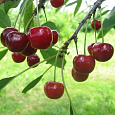Вишня обыкновенная Ровесница