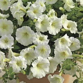 Петуния каскадная Пикобелла Каскад Вайт