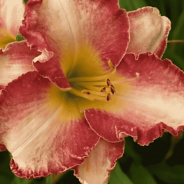 Лилейник She's got the Look