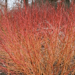 Дерен кроваво-красный Midwinter Fire