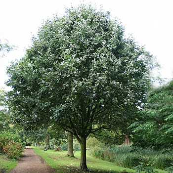 Рябина круглолистная Лютесценс