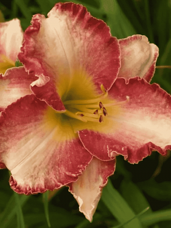 Лилейник She's got the Look