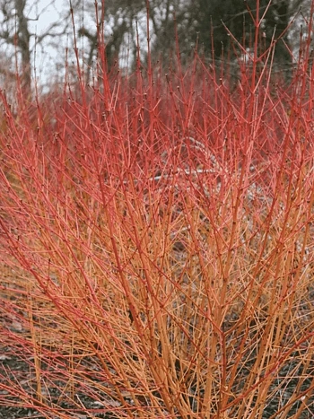 Дерен кроваво-красный Midwinter Fire