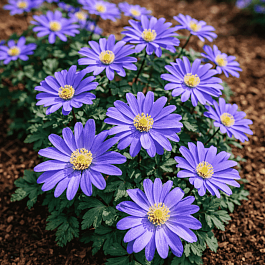 Анемона Blue Shades