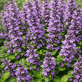 Живучка ползучая Purple Torch