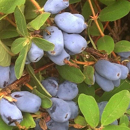 Жимолость съедобная Бореалис