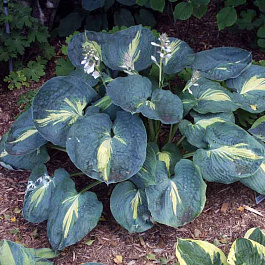 Хоста гибридная Дрим Квин НАБОР 2ШТ (1+1)