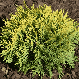 Туя западная David