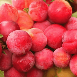 Алыча гибридная Неженка