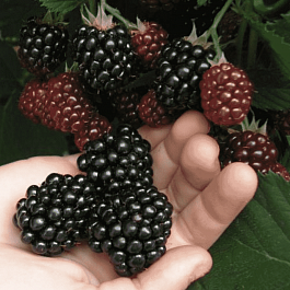 Ежевика садовая Торнфри