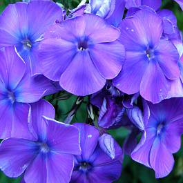 Флокс метельчатый Блу Парадайс