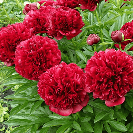 Пион Молочноцветковый Red Charm