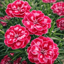 Гвоздика Diantica Strawberry Cream
