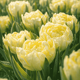 Тюльпан триумф Verona