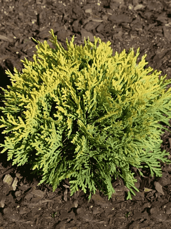 Туя западная David