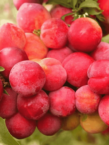 Алыча гибридная Неженка