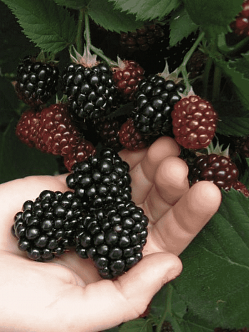 Ежевика садовая Торнфри