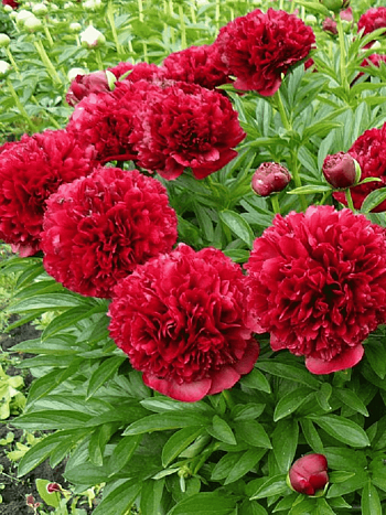 Пион Молочноцветковый Red Charm