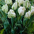 Тюльпан попугайный White Parrot