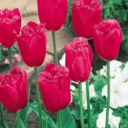 Тюльпан Burgundy Lace
