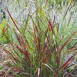 Просо прутьевидное Warrior