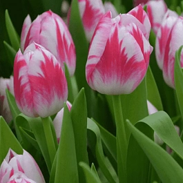 Тюльпан Blenda Flame