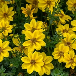 Биденс Bill's Medaillon