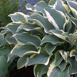 Хоста Regal Splendor