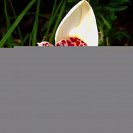 Тигридия павлинья Вайт