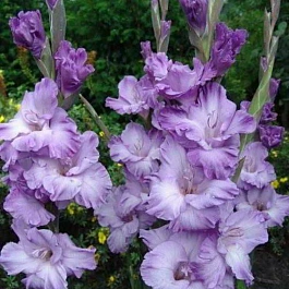 Гладиолус крупноцветковый Милка