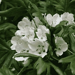 Яблоня трехлопастная