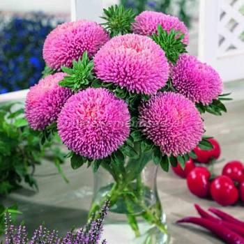 Астра Балун Шамоа