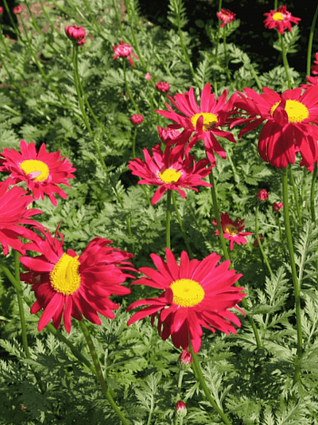 Пиретрум розовый Robinson Red