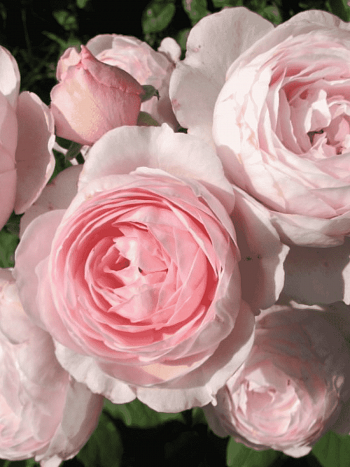 Роза Английская кустовая Geoff Hamilton