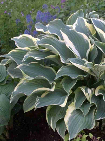Хоста Regal Splendor