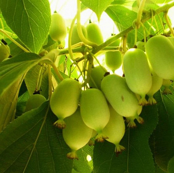 Актинидия коломикта Вафельная