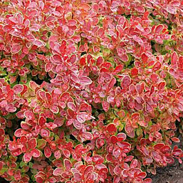 Барбарис Тунберга Коралл Барбарис Тунберга Коралл