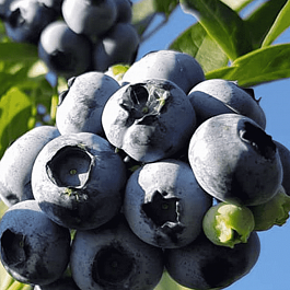 Голубика высокорослая Darrow