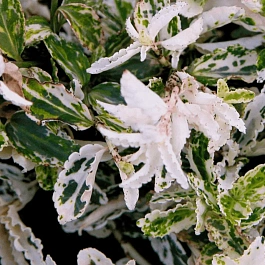 Бересклет Форчуна Harlequin