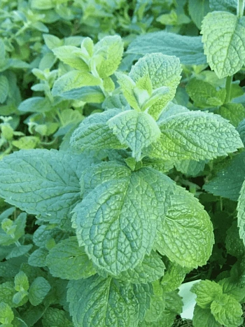 Мята Душистая