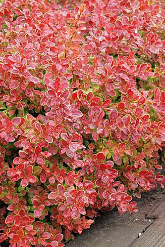 Барбарис Тунберга Коралл Барбарис Тунберга Коралл