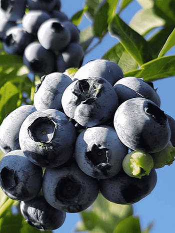 Голубика высокорослая Darrow