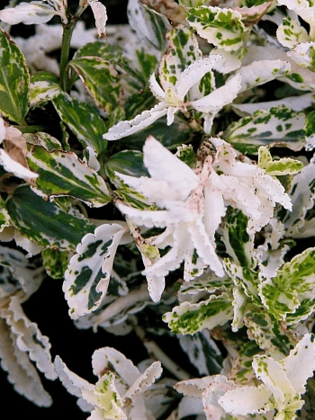 Бересклет Форчуна Harlequin