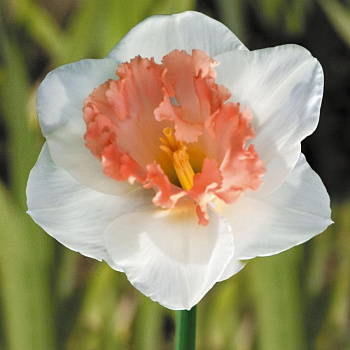 Нарцисс крупнокорончатый Мон Шери Нарцисс крупнокорончатый Мон Шери